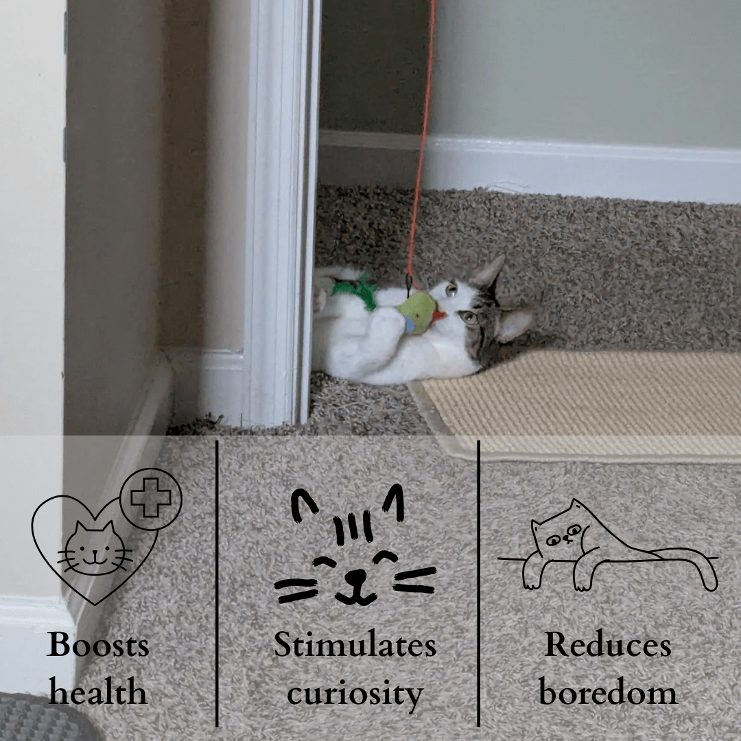 🐾 Flying Feather Fun