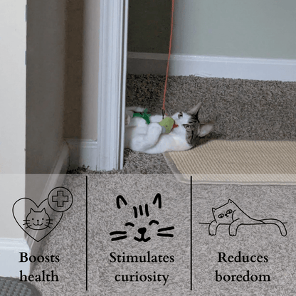 🐾 Flying Feather Fun