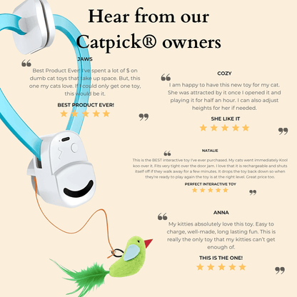 🐾 Flying Feather Fun