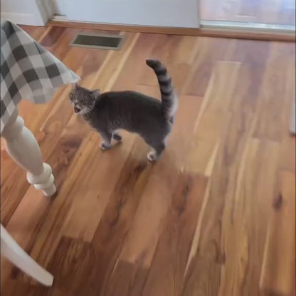 Video demonstration of Catpick interactive bird toy. A picky grey tabby cat loves chasing the automatic bouncing bird. Shows easy door frame installation, rechargeable battery feature, and how it keeps indoor cats entertained and exercising.